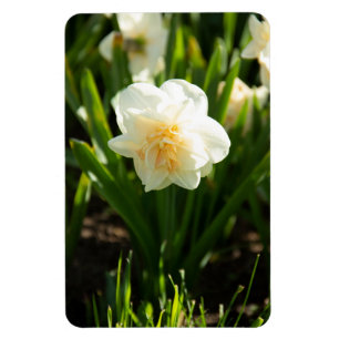 Big white daffodils on a spring day magnet