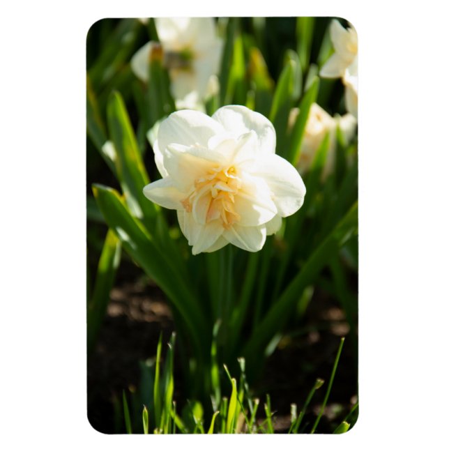 Big white daffodils on a spring day  magnet (Vertical)