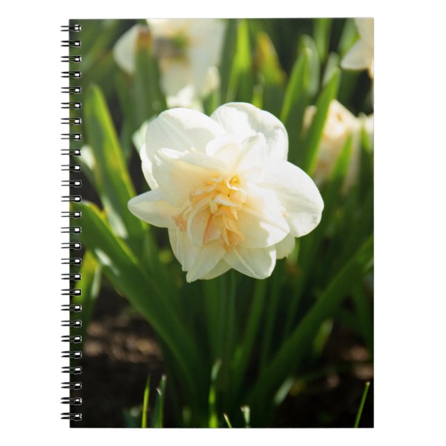 Big white daffodils on a spring day   notebook (Front)