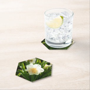 Big white daffodils on a spring day paper coaster