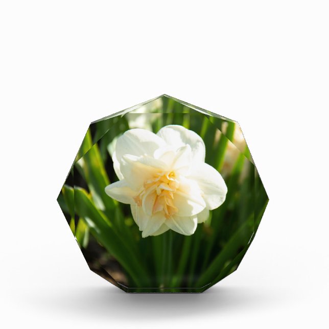 Big white daffodils on a spring day photo block (Front)