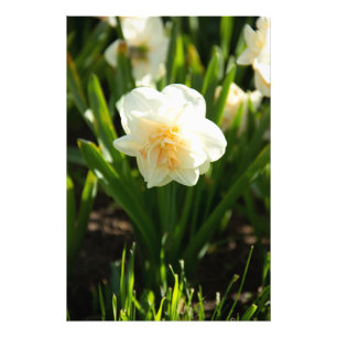 Big white daffodils on a spring day  photo print