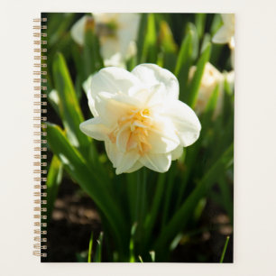 Big white daffodils on a spring day planner