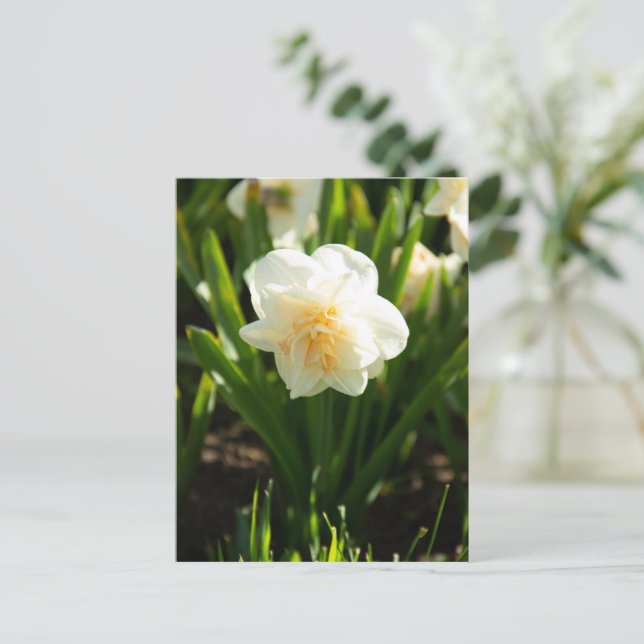 Big white daffodils on a spring day postcard (Standing Front)