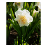 Big white daffodils on a spring day