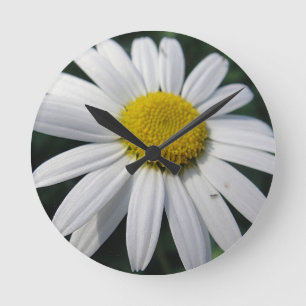 Big White Daisy   Round Clock