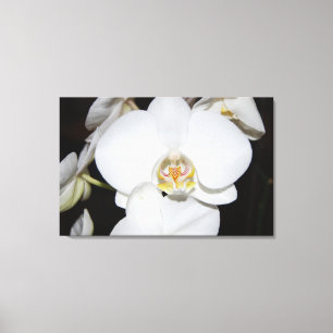 big white orchid bloom canvas print