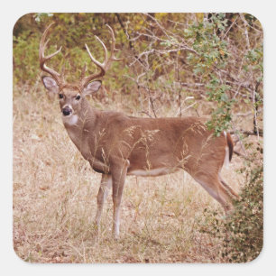 Big White Tailed Deer Buck Antlers Sticker
