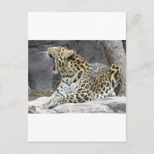 Big Yawn Postcard (Front)