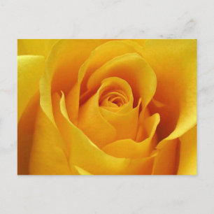 Big Yellow Rose Postcard