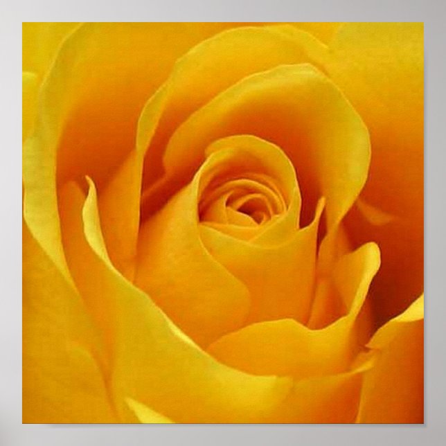 Big Yellow Rose Poster (Front)