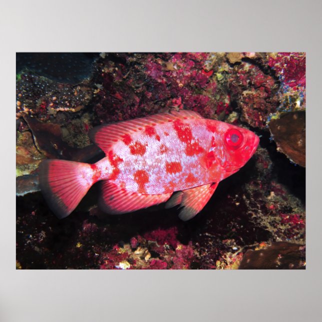 Bigeye Poster (Front)