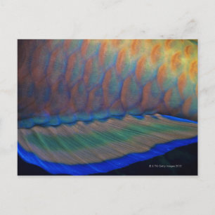 Bigeye Priacanthus hamrur, close-up of fin Postcard