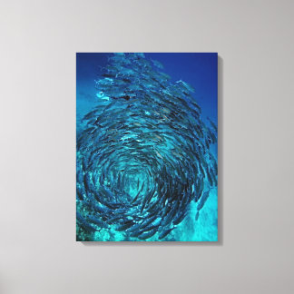 Bigeye trevally (Caranx sexfasciatus), swimming Canvas Print