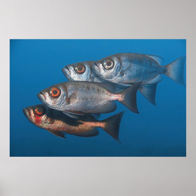 Bigeyes Poster (Front)