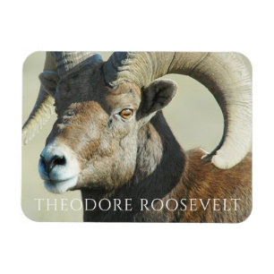Bighorn Ram at Theodore Roosevelt National Park Magnet