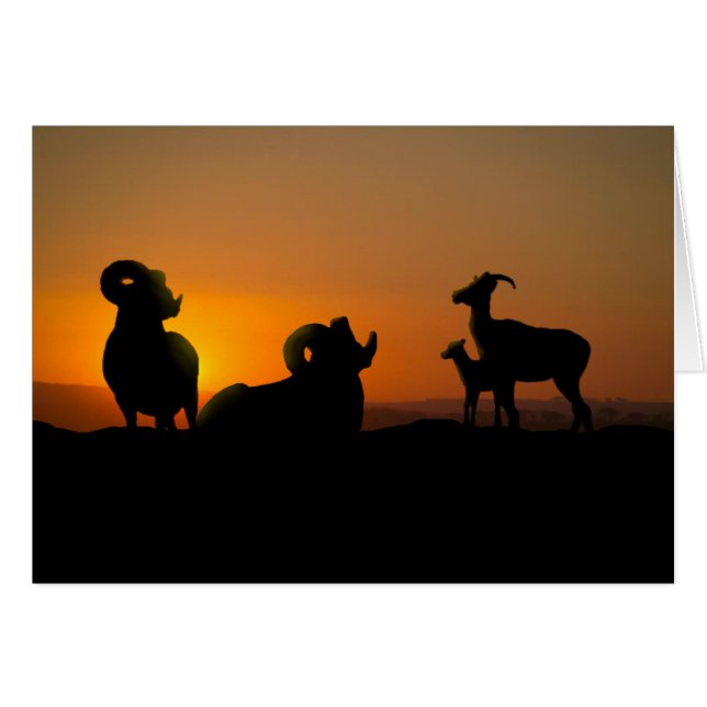 Bighorn Sheep (Front Horizontal)