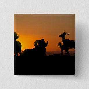 Bighorn Sheep 15 Cm Square Badge