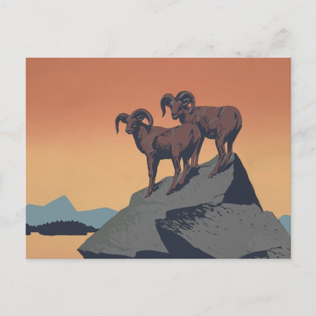 Bighorn Sheep American West Wildlife Postcard (Front)