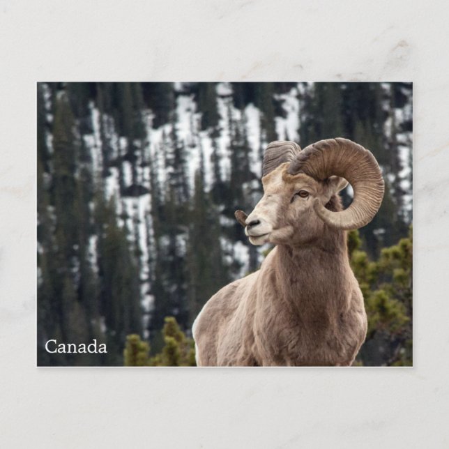 Bighorn Sheep - Canada Postcard (Front)
