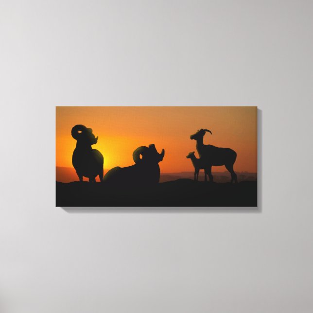 Bighorn Sheep Canvas Print (Front)
