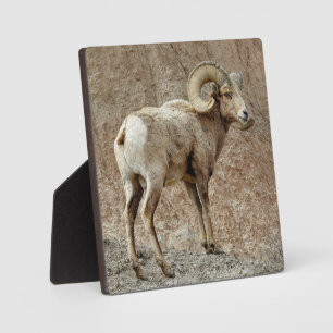 Bighorn Sheep Desktop Plaque