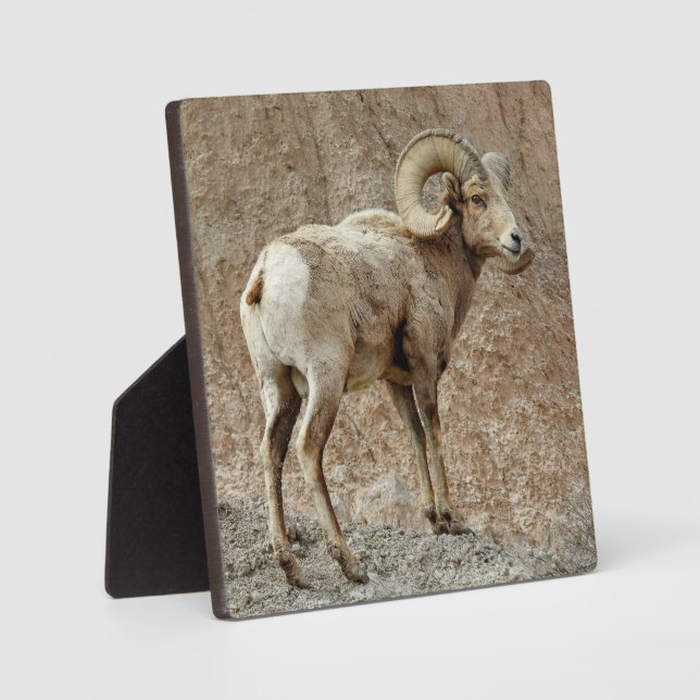 Bighorn Sheep Desktop Plaque (Front)