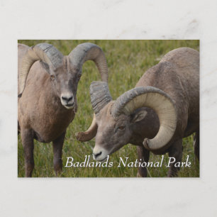 Bighorn sheep in badlands national park postcard