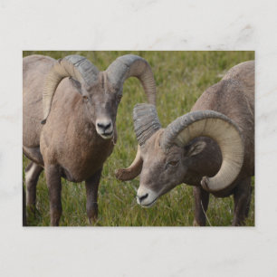 Bighorn sheep in Badlands national park Postcard