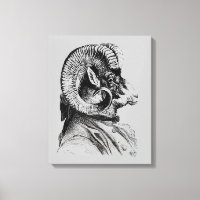 Bighorn Sheep In Suit