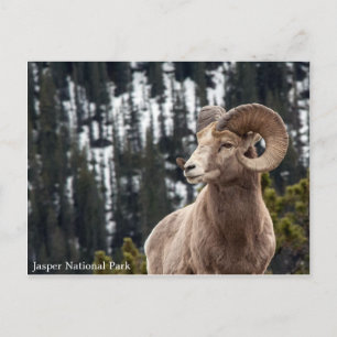 Bighorn Sheep - Jasper National Park Postcard