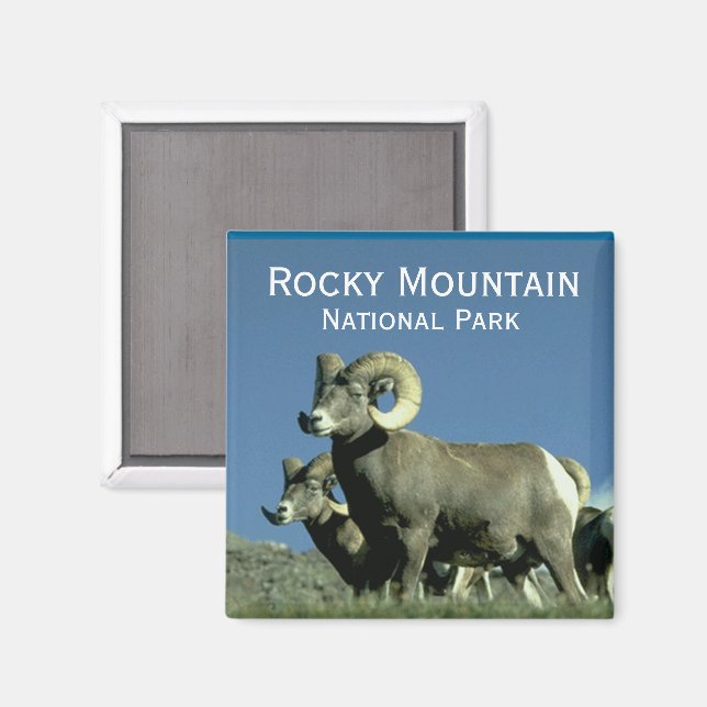 Bighorn Sheep Magnet (Front/Back)