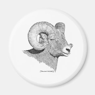 Bighorn Sheep Magnet