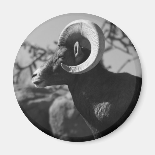Bighorn Sheep Magnet (Front)