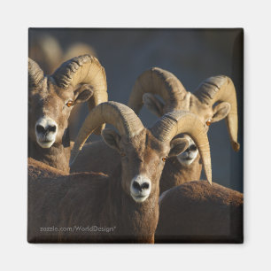 Bighorn Sheep Magnet