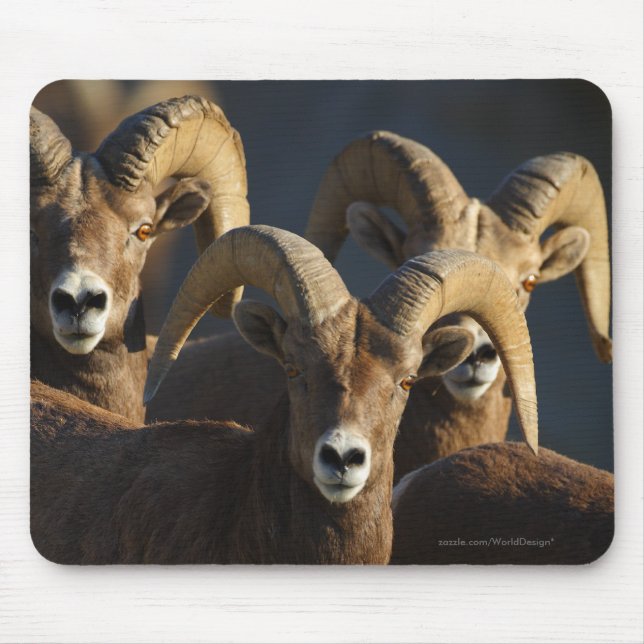 Bighorn Sheep Mouse Pad (Front)