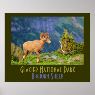 Bighorn Sheep of Glacier National Park Poster
