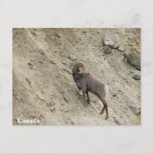 Bighorn sheep on a hill postcard