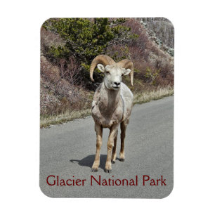 Bighorn Sheep Photo Magnet