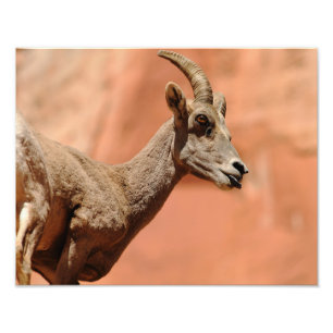 Bighorn Sheep Photo Print