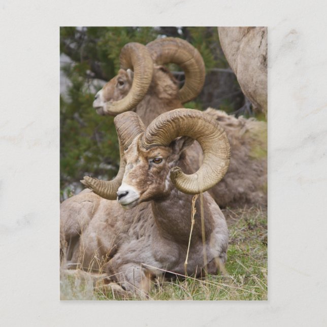 Bighorn Sheep Postcard (Front)