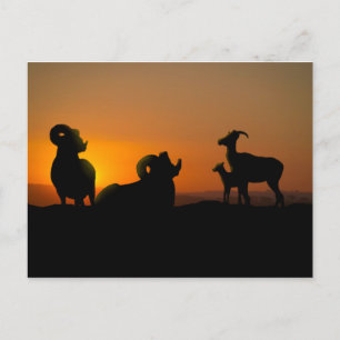 Bighorn Sheep Postcard
