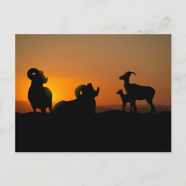 Bighorn Sheep Postcard (Front)