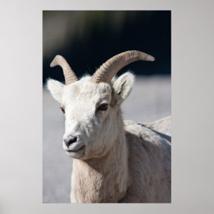 Bighorn Sheep Poster