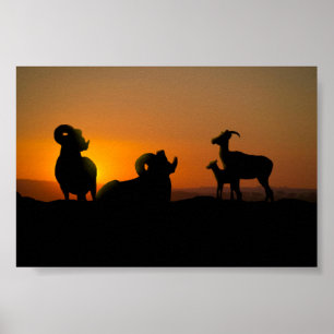 Bighorn Sheep Poster
