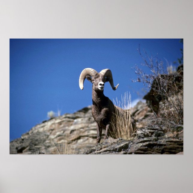 Bighorn sheep (Ram alert on face of mountain cliff Poster (Front)