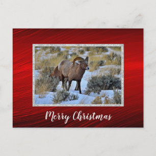 Bighorn Sheep Snow Photo Christmas Postcard