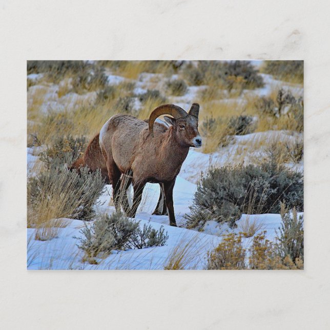 Bighorn Sheep Snow Photo Postcard (Front)