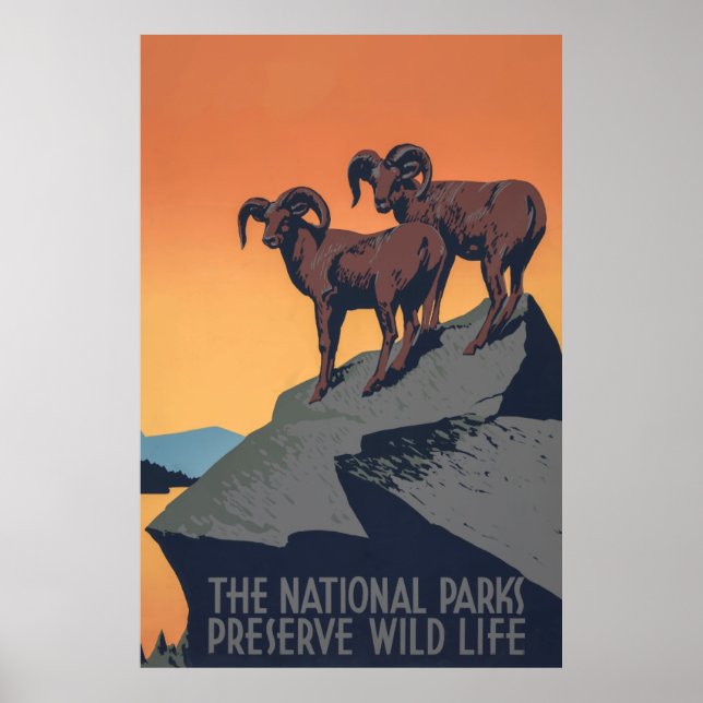 Bighorn Sheep Sunset Poster (Front)
