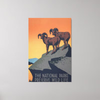 Bighorn Sheep Sunset Poster